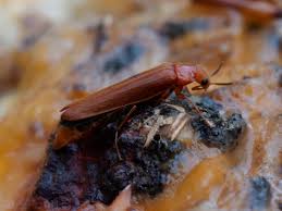 Attēlu rezultāti vaicājumam “Hylecoetus dermestoides female”