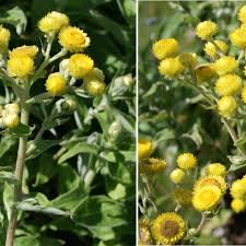 Image result for Helichrysum foetidum