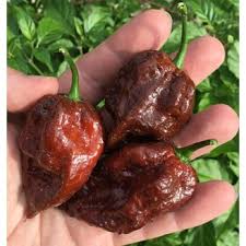 Afbeeldingsresultaat voor aji habanero hot pepper