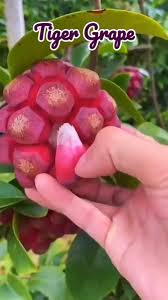 Attēlu rezultāti vaicājumam “Carex digitata fruit”