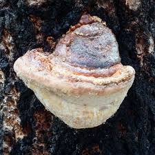 Attēlu rezultāti vaicājumam “Fomitopsis pinicola”