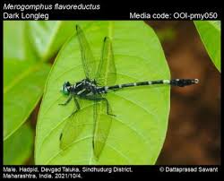 Attēlu rezultāti vaicājumam “Rabdophaga degeeri”