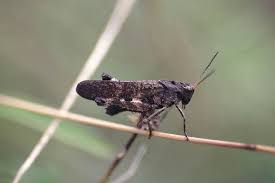 Attēlu rezultāti vaicājumam “Psophus stridulus”