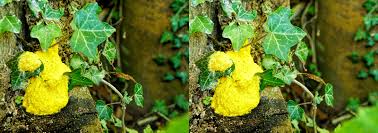 Attēlu rezultāti vaicājumam “Fuligo septica var. flava”