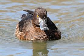 Attēlu rezultāti vaicājumam “Aythya fuligula”