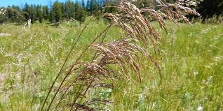 Attēlu rezultāti vaicājumam “Deschampsia cespitosa bud”