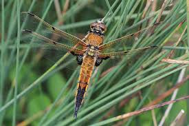 Attēlu rezultāti vaicājumam “Libellula quadrimaculata exuvia”