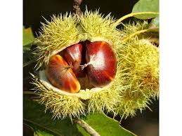 Attēlu rezultāti vaicājumam “Castanea sativa  fruit”