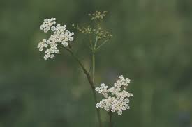Attēlu rezultāti vaicājumam “Pimpinella saxifraga”