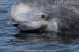 Image result for Grampus griseus