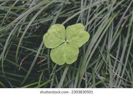 Attēlu rezultāti vaicājumam “Trifolium repens leaf”