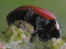 Attēlu rezultāti vaicājumam “Coccinella quinquepunctata”