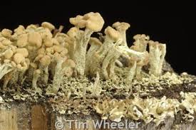 Attēlu rezultāti vaicājumam “Cladonia botrytes”