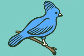 Image result for Bird