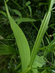 Attēlu rezultāti vaicājumam “Lathyrus sylvestris”