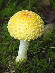 Attēlu rezultāti vaicājumam “Amanita muscaria”