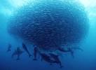 pictures of sardine run