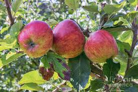 Attēlu rezultāti vaicājumam “Malus domestica fruit”