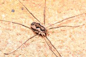 Attēlu rezultāti vaicājumam “Phalangium opilio”