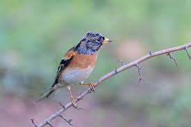 Attēlu rezultāti vaicājumam “Fringilla montifringilla”