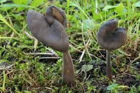 Attēlu rezultāti vaicājumam “Helvella”