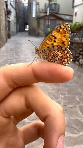 Attēlu rezultāti vaicājumam “Melitaea phoebe underside”