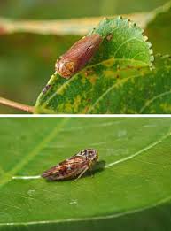 Attēlu rezultāti vaicājumam “Cicadellidae”