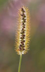 Attēlu rezultāti vaicājumam “Setaria glauca”