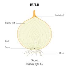 Attēlu rezultāti vaicājumam “Allium cepa bud”