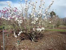 Attēlu rezultāti vaicājumam “Magnolia cylindrica”
