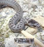 Attēlu rezultāti vaicājumam “Coronella austriaca adult”