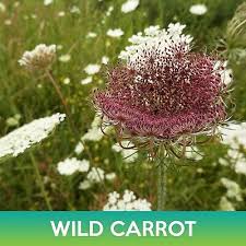 Image result for Daucus carota