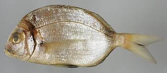 Image result for Diplodus vulgaris