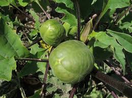 Attēlu rezultāti vaicājumam “Datura stramonium fruit”
