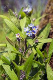 Attēlu rezultāti vaicājumam “Myosotis sylvatica leaf”
