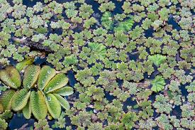 Attēlu rezultāti vaicājumam “Ricciocarpos natans”