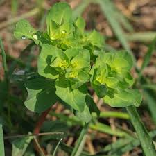 Attēlu rezultāti vaicājumam “Euphorbia helioscopia leaf”