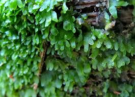 Attēlu rezultāti vaicājumam “Leiocolea rutheana cells”