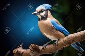 Attēlu rezultāti vaicājumam “Garrulus glandarius”