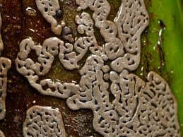 Attēlu rezultāti vaicājumam “Didymium serpula spores”