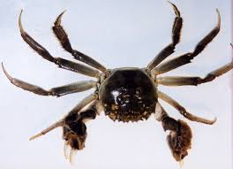 Image result for Eriocheir sinensis