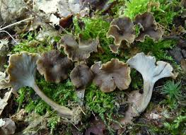 Attēlu rezultāti vaicājumam “Pseudocraterellus sinuosus”