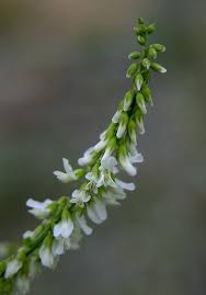 Attēlu rezultāti vaicājumam “Melilotus wolgicus”