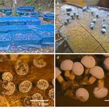 Attēlu rezultāti vaicājumam “Clastoderma debaryanum macro”