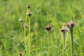 Attēlu rezultāti vaicājumam “Scorzonera humilis bud”