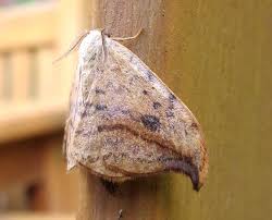 Attēlu rezultāti vaicājumam “Drepana falcataria”