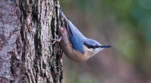 Image result for Sitta europaea