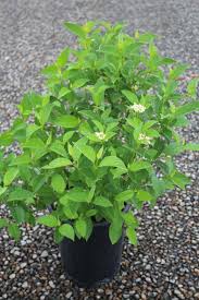 Attēlu rezultāti vaicājumam “Cornus alba”