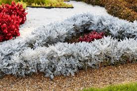 Image result for Cineraria maritima