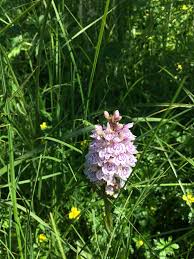 Attēlu rezultāti vaicājumam “Dactylorhiza maculata bud”